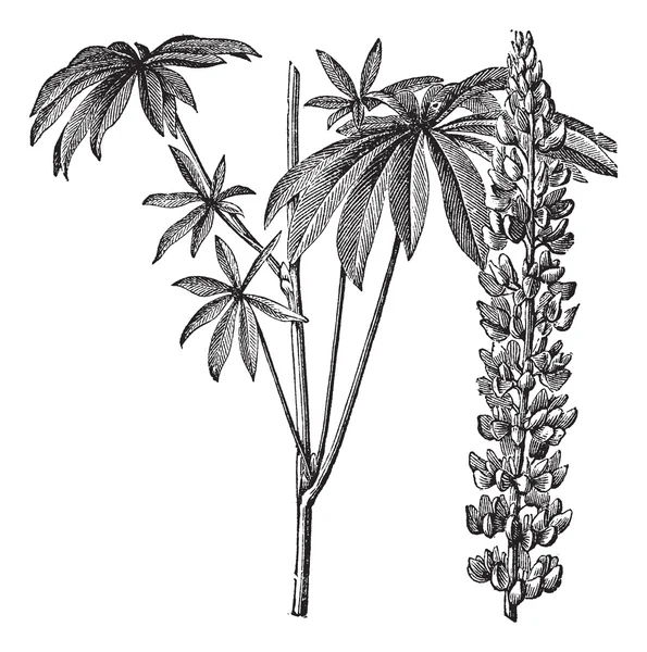 大規模な広葉樹ルピナス、ルピナスまたは polyphyllus ビンテージ彫刻 — ストックベクタ