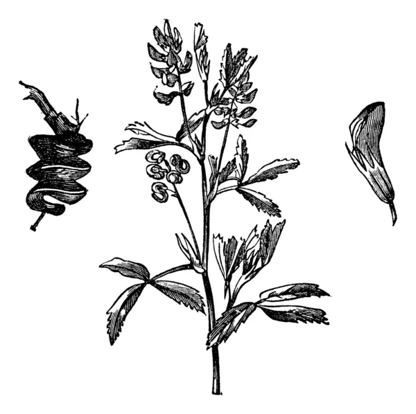 アルファルファの栽培やウマゴヤシ サティバ ビンテージ彫刻 — ストックベクタ