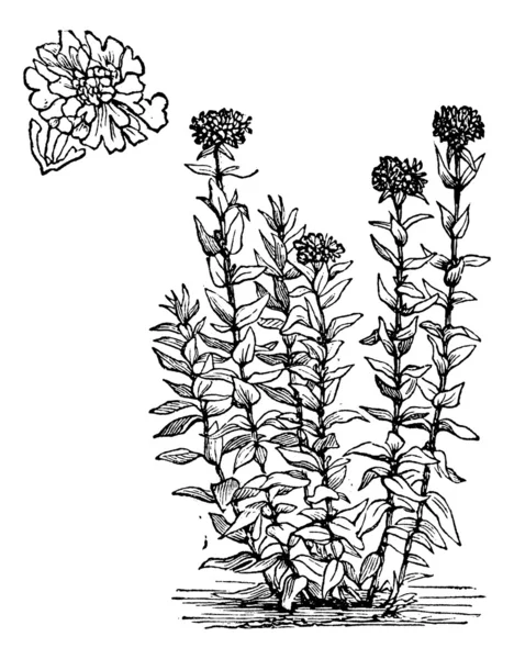 Yerusalem Cross Bunga atau Lychnis chalcedonica ukiran vintage - Stok Vektor