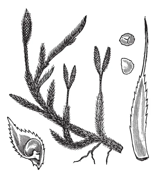 Grabado vintage común de clubmoss o Lycopodium clavatum — Vector de stock