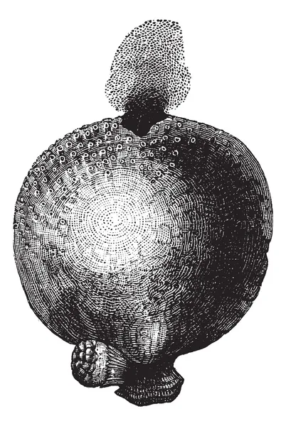 Giant puffball or Calvatia gigantea vintage engraving — Stock Vector