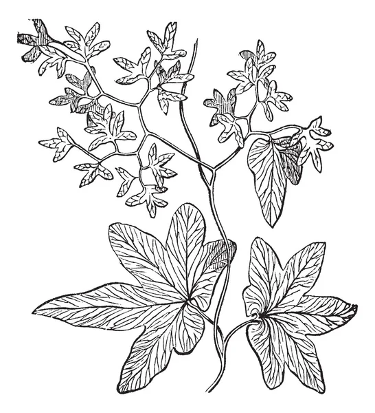 Helecho trepador o Lygodium palmatum grabado vintage — Vector de stock