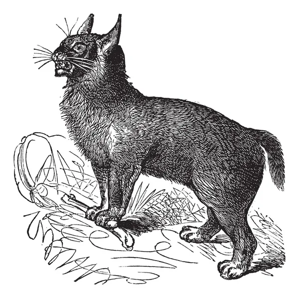 Канадська рись або Lynx canadensis vintage гравіювання — стоковий вектор