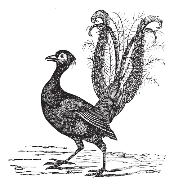 Чудове Lyrebird або Menura novaehollandiae vintage гравіювання — стоковий вектор