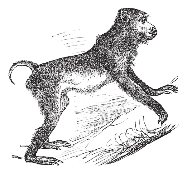 Prase sledoval makak nebo crossoptilon nemestrina vinobraní gravírování — Stockový vektor