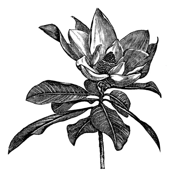 Magnolia meridionale o Magnolia grandiflora incisione vintage — Vettoriale Stock