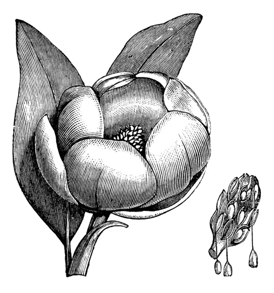 Sweetbay 木兰或白玉兰铅笔复古雕刻 — 图库矢量图片