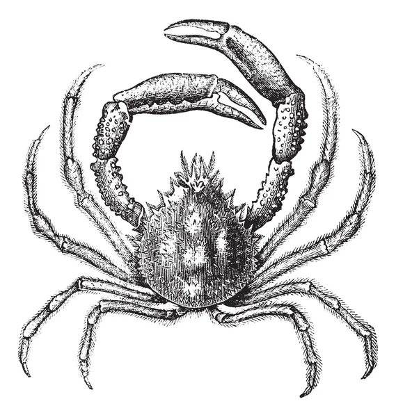 Crabe araignée européenne ou Maja squinado gravure vintage — Image vectorielle