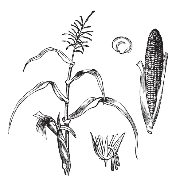 Kukorica és kukorica, zea mays, vintage gravírozás. — Stock Vector