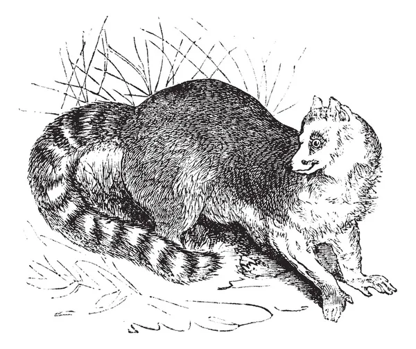 Ringschwanzmaki oder Lemurenkatze Vintage-Gravur — Stockvektor