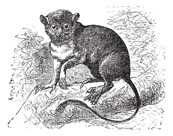 Φασματική tarsier ή tarsius tarsier vintage Χαρακτική — Διανυσματικό Αρχείο
