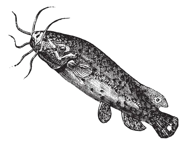 Pesce gatto elettrico o Malapterurus electricus incisione vintage — Vettoriale Stock