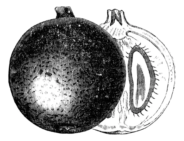 Mammee Apfel oder mammea americana Vintage Gravur — Stockvektor