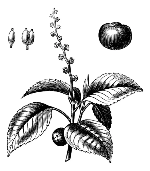 Manchineel árvore ou Hippomane mancinella gravura do vintage — Vetor de Stock