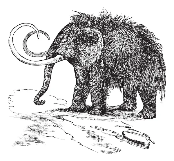 Mamute lanoso ou Mammuthus primigenius gravura vintage — Vetor de Stock