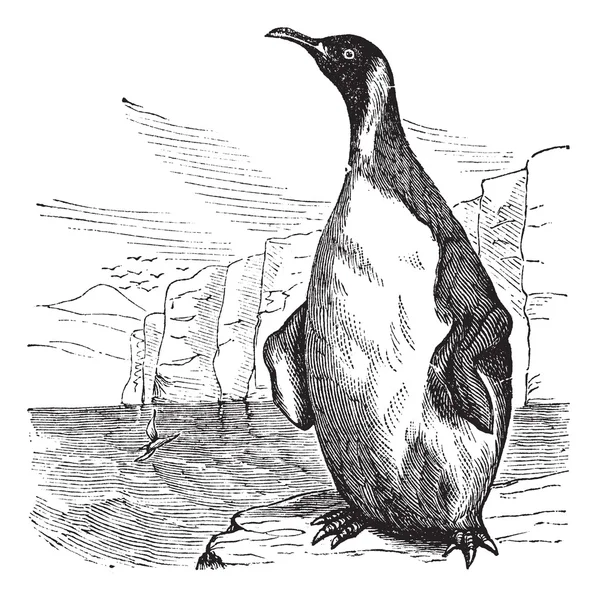 Király pingvin vagy Aptenodytes patagonicus vintage gravírozás — Stock Vector