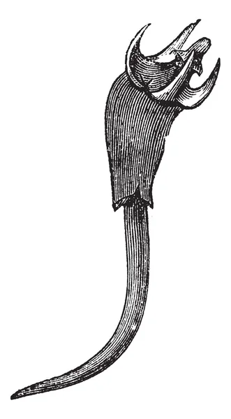 레드 맹그로브 또는 Rhizophora 짓 빈티지 조각 — 스톡 벡터