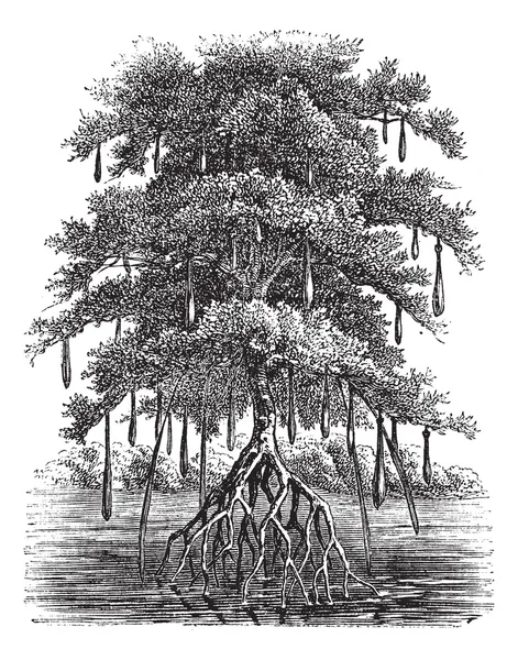 Mangrov veya mangal antika gravür — Stok Vektör