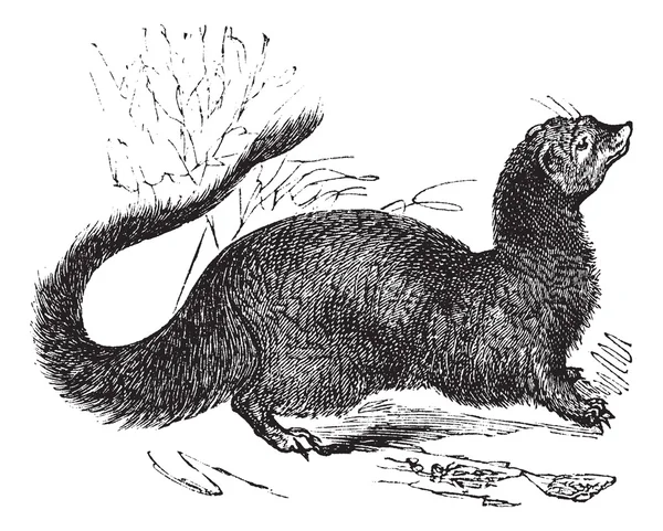 Egyptian Mongoose or Herpestes ichneumon vintage engraving — Stock Vector