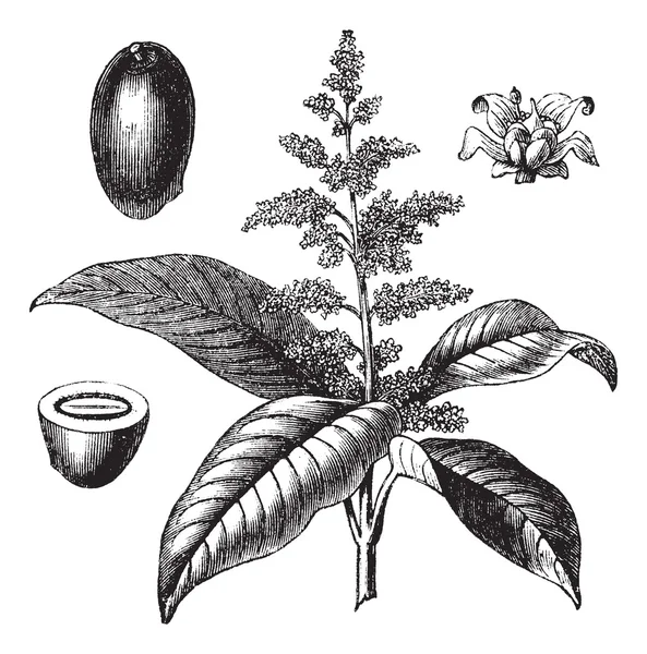 Индийская манго или Mangifera indica винтажная гравировка — стоковый вектор