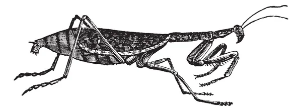 Europeiska mantis eller mantis religiosa vintage gravyr — Stock vektor
