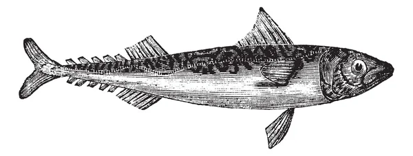大西洋鲭鱼或鲐鱼 scombrus 复古雕刻 — 图库矢量图片