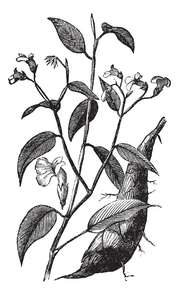 Arrowroot або Maranta arundinacea старовинна гравюра — стоковий вектор