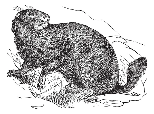Marmota alpina o marmota marmota grabado vintage — Archivo Imágenes Vectoriales