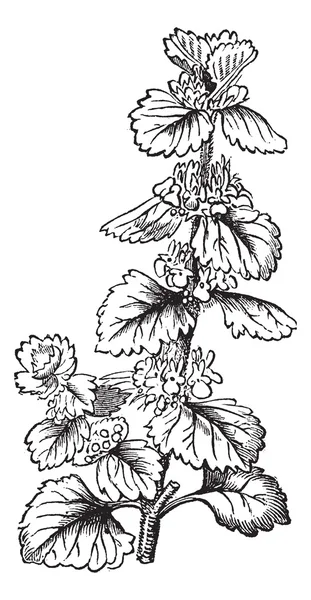 Společné jablečník nebo marrubium vulgare vinobraní gravírování — Stockový vektor