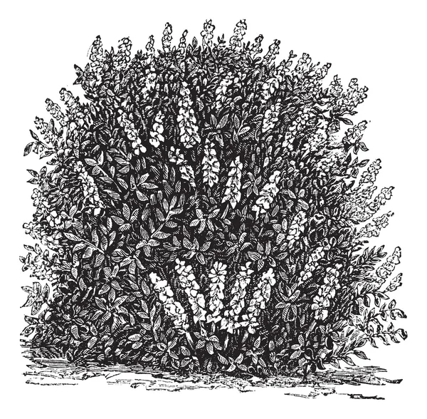 Brosse à bouteille Buckeye ou Aesculus parviflora gravure vintage — Image vectorielle