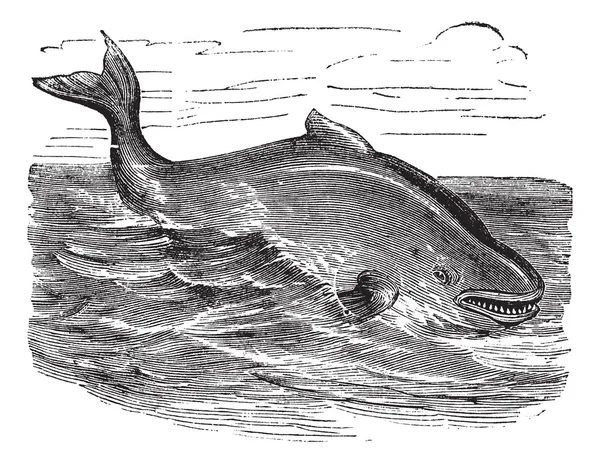 Delfin vagy Phocoena phocoena vintage metszet kikötő — Stock Vector