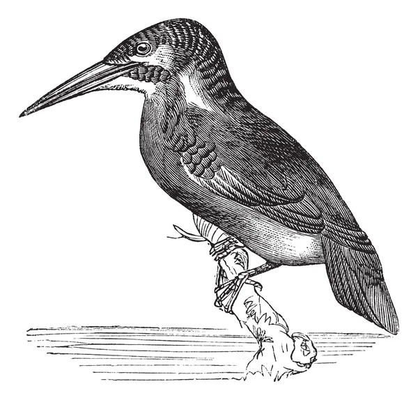 Grabado vintage Kingfisher o Alcedo ispida común — Archivo Imágenes Vectoriales