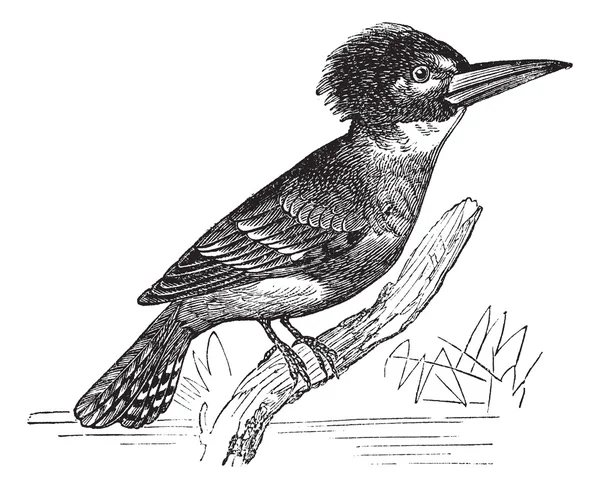 Belted Kingfisher ou Megaceryle alcyon gravura do vintage —  Vetores de Stock