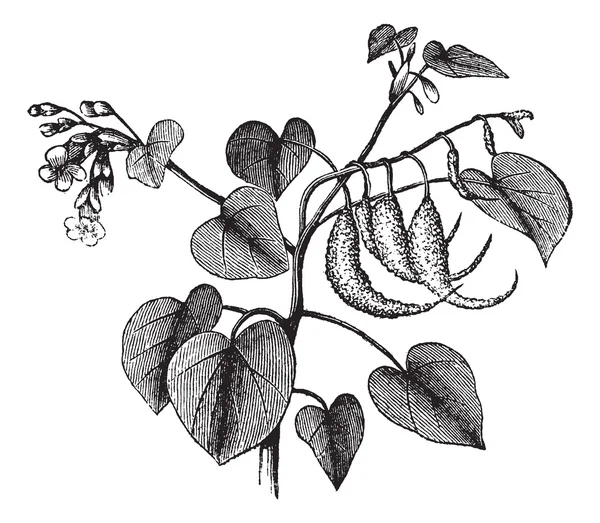 Ріг Рама або Proboscidea Луїзіана старовинна гравюра — стоковий вектор