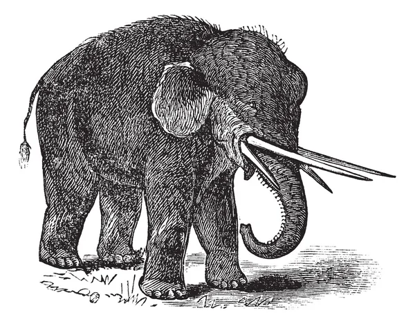 Mastodonte américain ou gravure vintage Mammut americanum — Image vectorielle