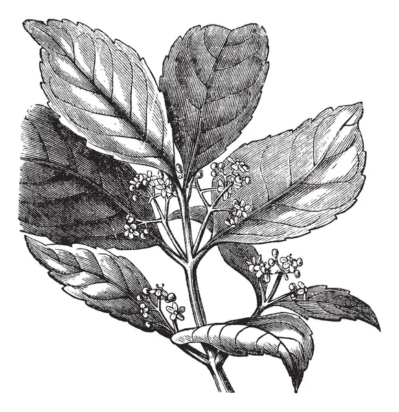 Gravure vintage Yerba mate ou Ilex paraguariensis — Image vectorielle