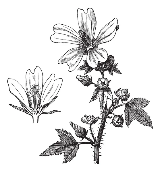 アオイ科の植物または「マルヴァ」の一般的なヨーロッパアカマツのビンテージ彫刻 — ストックベクタ