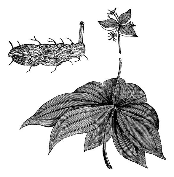 Medeola virginiana ή ινδική αγγούρι-ρίζα, vintage Χαρακτική — Διανυσματικό Αρχείο