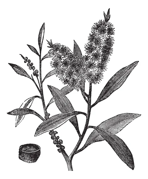 Tea tree oil má bílé dřevo (melaleuca leucadendron), vinobraní en — Stockový vektor