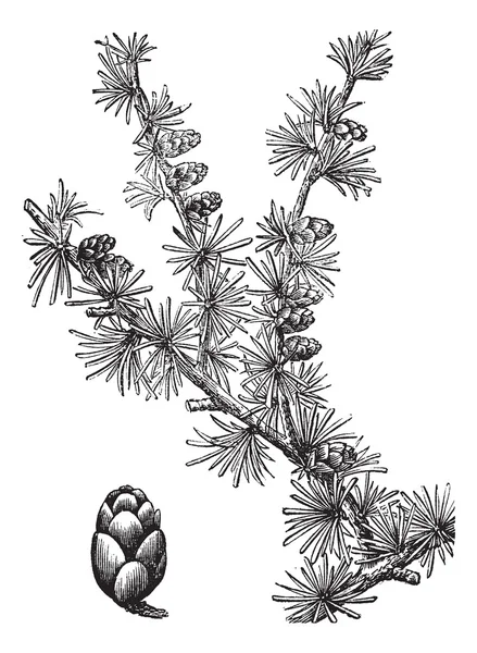 落叶松 (落叶松 americana） 或山桃、 老式雕刻 — 图库矢量图片