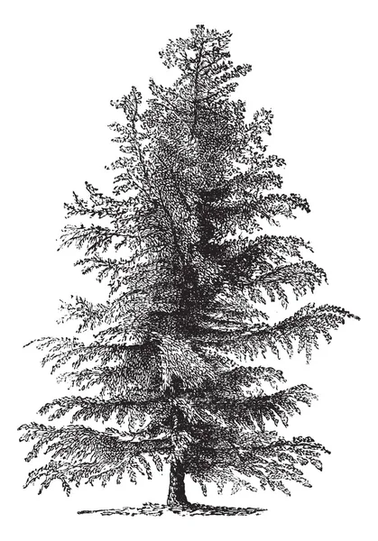 Europäische Lärche (larix europaea) oder Larix decidua, vintage grav — Stockvektor