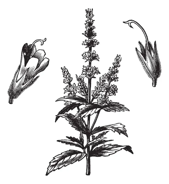 Χάραξη κοινή μέντα (mentha viridis), vintage — Διανυσματικό Αρχείο