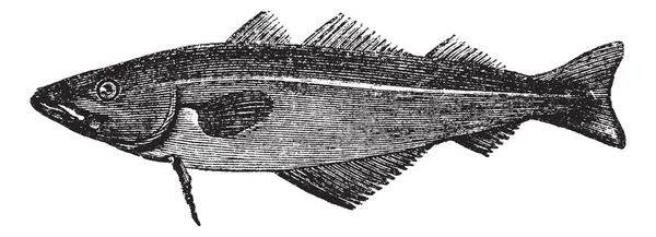 Merlán común (merlangus purpureus), grabado vintage — Archivo Imágenes Vectoriales