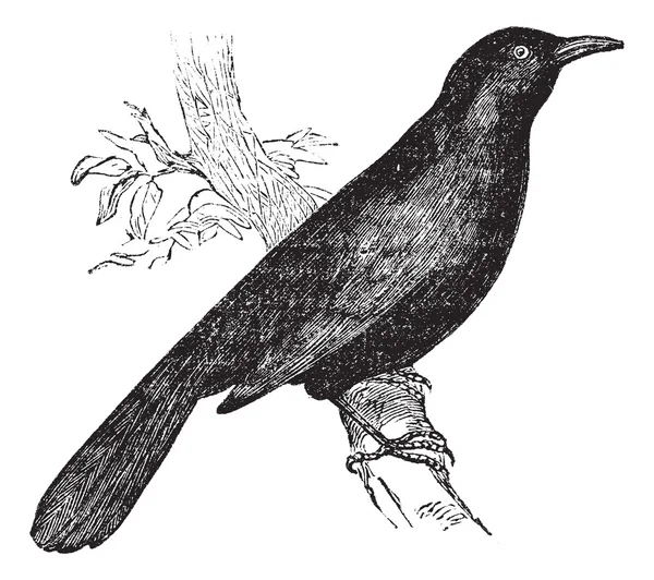 Wspólnej Kos (Turdus merula) lub Eurasian Blackbird wznosi się o — Wektor stockowy