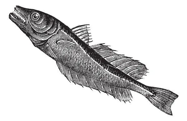 Pescada europeia comum (Merluccius vulgaris), gravura vintage — Vetor de Stock