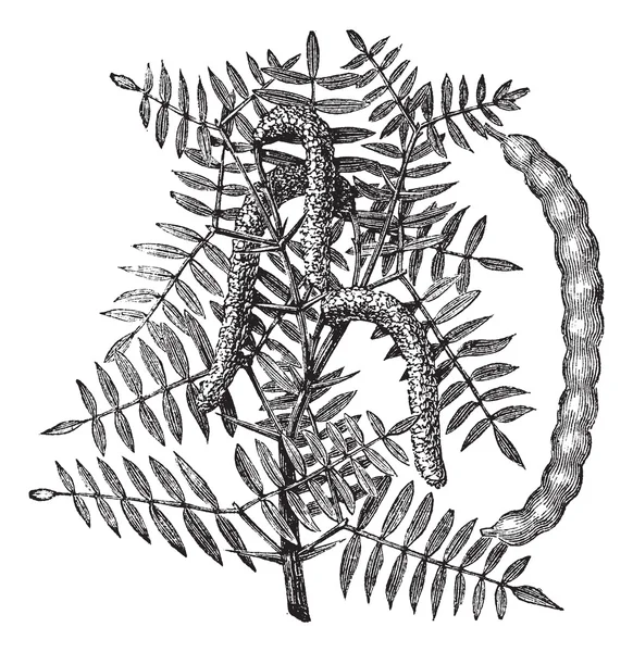 Mesquite (Prosopis glandulosa) ou Mel Mesquite, gravura vintage —  Vetores de Stock