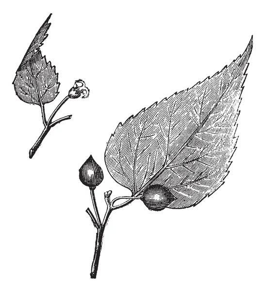 Virginia hackberry (celtis occidentalis) of nettletree, vintage — Stockvector