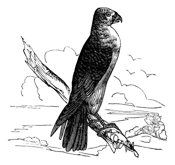 Милан Каролина (Falco furcatus), винтажная гравировка . — стоковый вектор