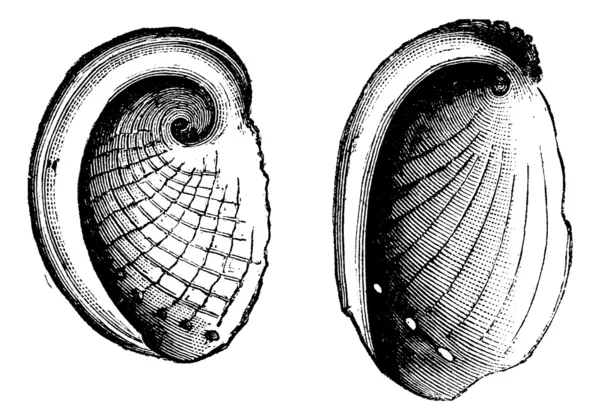 Haliotis tuberculatus, haliotis dubria, antika gravür — Stok Vektör
