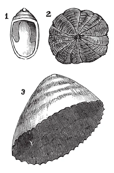 Molluschi univalvi 1. Navicelle 2. Ombrello 3. limpet, vintage e — Vettoriale Stock